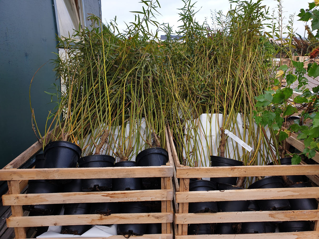 Korbweide; vorbereitet für Versand; winterhart; Einsatzmöglichkeit z.B. : Bienenweide; erhältlich von 50-80 bis 100-150 cm;;hier kaufen