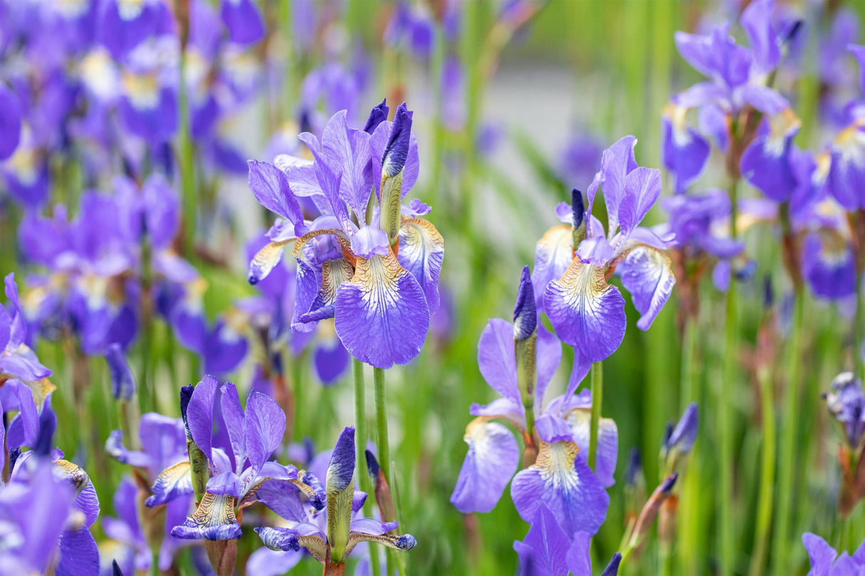 Iris sibirica mit Blüte; Einsatz: ;;ab 4,10 Euro