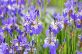 Iris sibirica; hier mit Blüte; winterhart; Einsatzmöglichkeit z.B. : Rabatten;;ab 0,00 Euro
