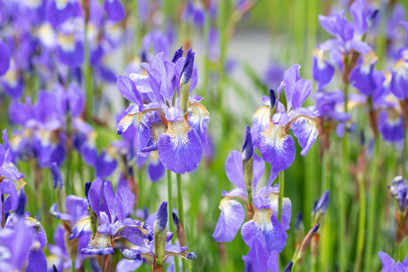 Iris sibirica mit Blüte; Einsatz: ;;ab 4,10 Euro