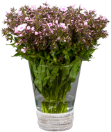 Phlox divaricata; schneckensicher (schneckenresistent);;ab 0,00 Euro