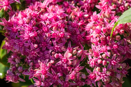 Sedum spectabile 'Carl' mit Blüte; Einsatz: ;;ab 4,15 Euro