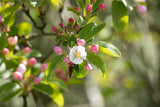 Malus sylvestris VkG 5; hier mit Blüte; essbare Früchte; Einsatzmöglichkeit z.B. : Streuobstwiese; verfügbar in 25 Größen und Varianten;;ab 3,55 Euro
