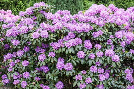 Rhododendron Hybr. 'Catawb. Grandiflorum' mit Blüte, erhältlich von 25-30 bis 140-160 cm; Einsatz: ;;ab 23,40 Euro