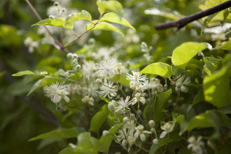 Clematis vitalba mit Blüte, erhältlich von 100-150 bis 150-200 cm; Einsatz: ;;ab 37,40 Euro