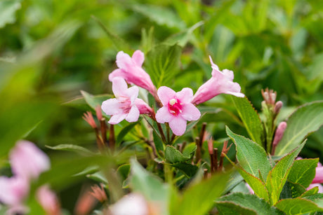 Weigela 'Abel Carriere' mit Blüte, erhältlich von 40-60 bis 80-100 cm; Einsatz: ;;ab 13,70 Euro