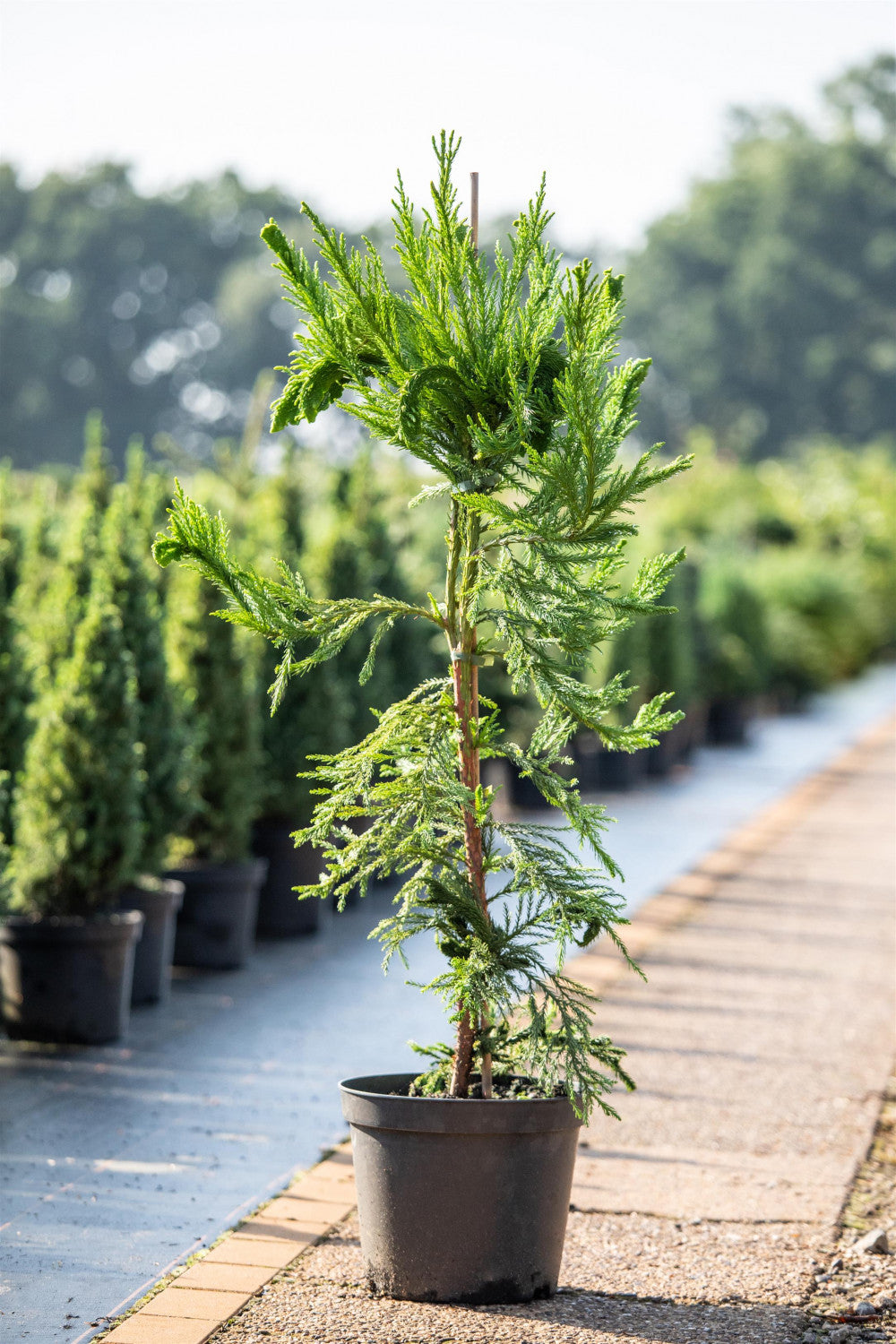 Cryptomeria japonica 'Cristata' , erhältlich von 30-40 bis 60-80 cm;;ab 27,40 Euro