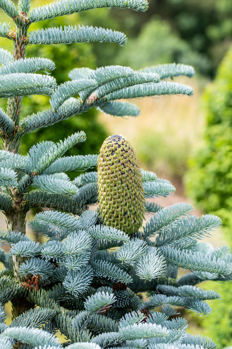 Blue noble fir mit Früchten; Einsatz: Gruppenpflanzung;;mit zeitnaher Lieferung