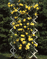 Rosa 'Goldstern' KL; hier mit Blüte; duftend; Einsatzmöglichkeit z.B. : Rankgerüst; verfügbar in 2 Größen und Varianten;;ab 15,00 Euro