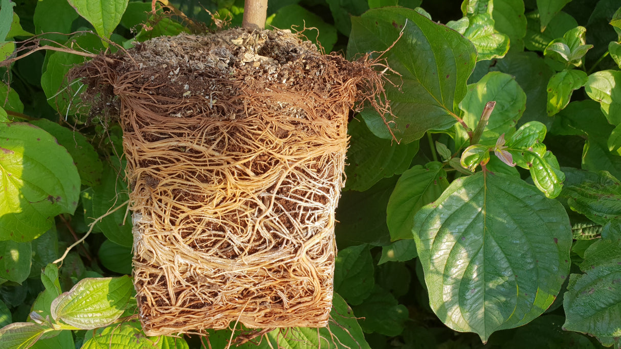 Cornus sanguinea; hier im Topf; sehr anpassungsfähig; Einsatzmöglichkeit z.B. : anspruchslose Pflanze;;ab 2,72 Euro