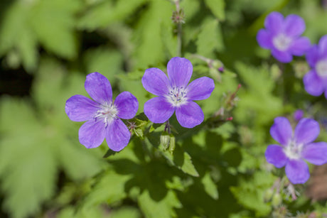 Geranium sylvaticum 'Mayflower' mit Blüte; Einsatz: ;;ab 3,60 Euro
