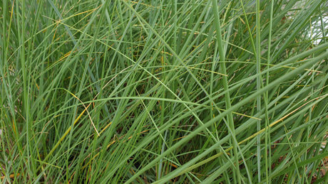 STRANDHAVER; immergrün;;mit zeitnaher Lieferung