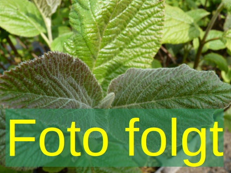 Bild wird ergänzt für Viburnum tinus 'Variegatum' (Lorbeer-Schneeball 'Variegatum')