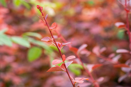 Berberis ottawensis 'Superba' mit Belaubung, erhältlich von 40-60 bis 125-150 cm; Einsatz: ;;ab 13,70 Euro