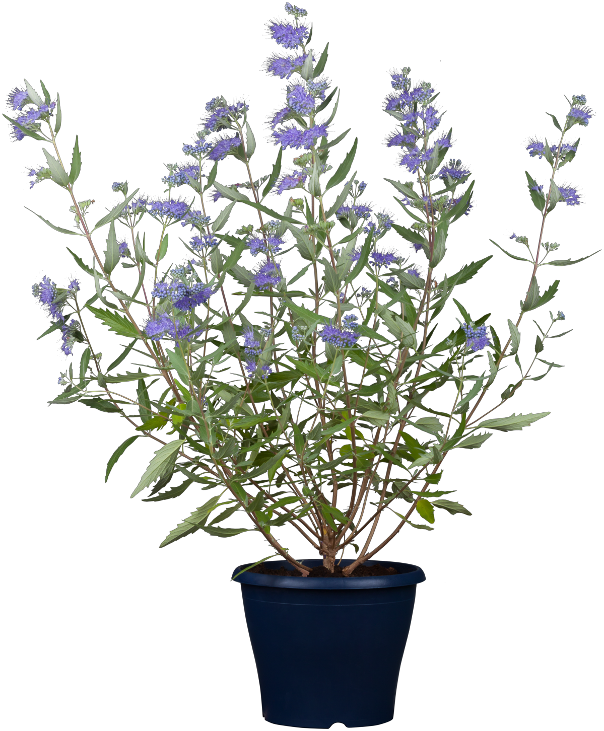 Caryopteris clandonensis 'Blauer Spatz' im Topf, erhältlich von 40-60 bis 40-60 cm; Einsatz: ;;ab 14,30 Euro