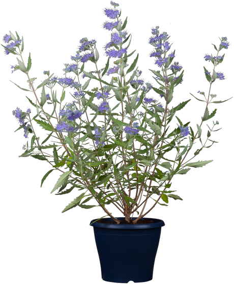 Caryopteris clandonensis 'Blauer Spatz' im Topf, erhältlich von 40-60 bis 40-60 cm; Einsatz: ;;ab 14,30 Euro