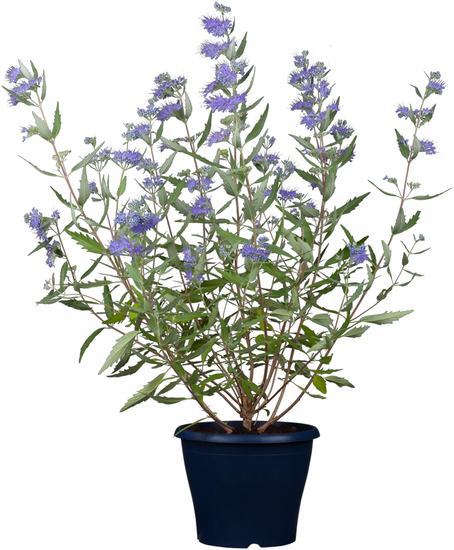 Caryopteris clandonensis 'Blauer Spatz' im Topf, erhältlich von 40-60 bis 40-60 cm; Einsatz: ;;ab 14,30 Euro
