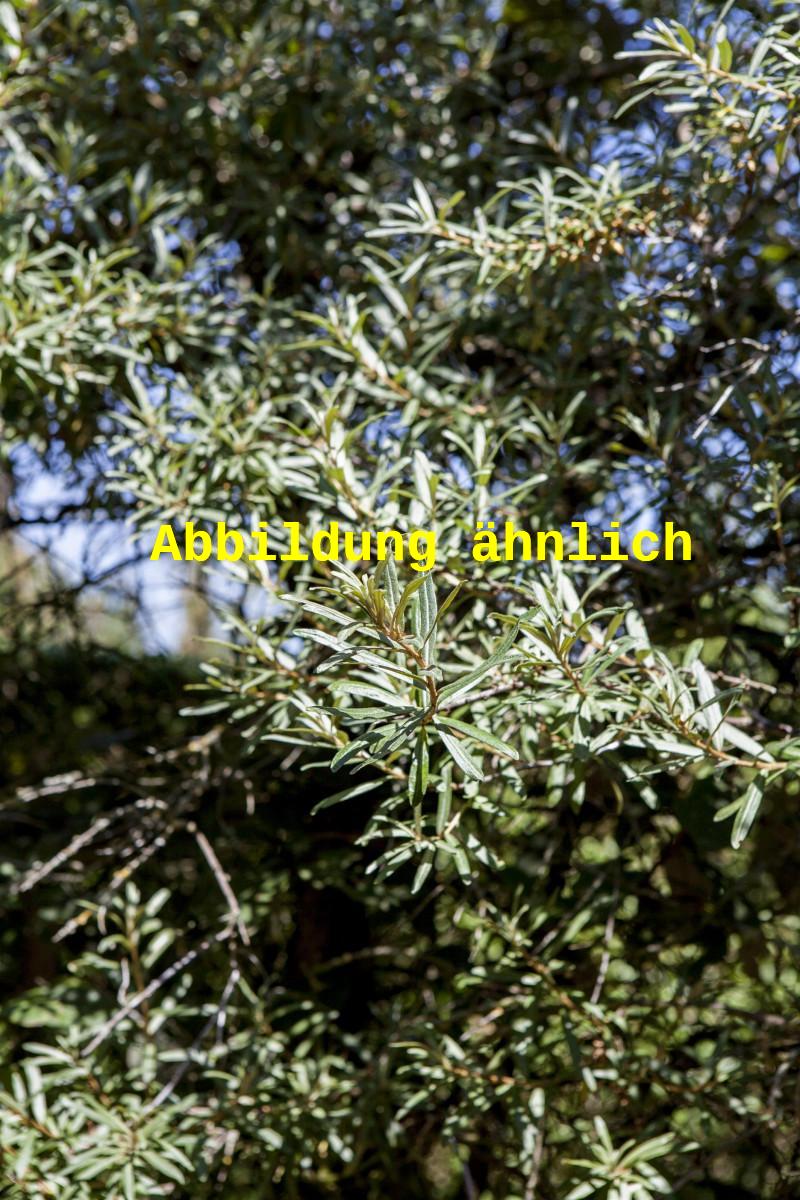Hippophae rhamnoides 'Friesdorfer Orange' (Sanddorn 'Friesdorfer Orange')