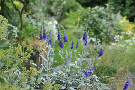 Veronica spicata ssp. inc. 'Silbersee', gen. mit Blüte; Einsatz: ;;ab 4,25 Euro