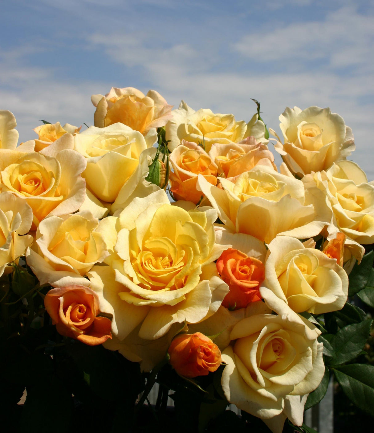 Rosa 'Sunny Sky' TH mit Blüte; Einsatz: , ;;ab 9,50 Euro