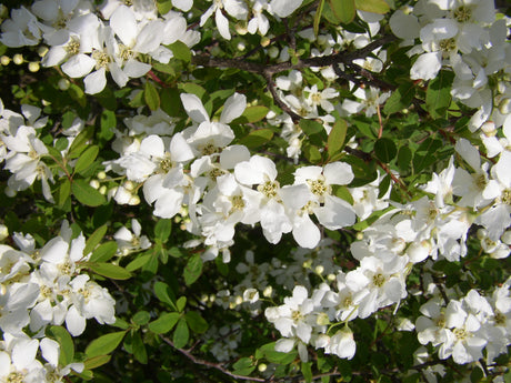Exochorda macrantha 'The Bride' mit Blüte, erhältlich von 40-60 bis 80-100 cm; Einsatz: ;;ab 16,40 Euro