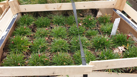 Armeria maritima 'Düsseldorfer Stolz' Versand; Einsatz: ;;ab 3,50 Euro