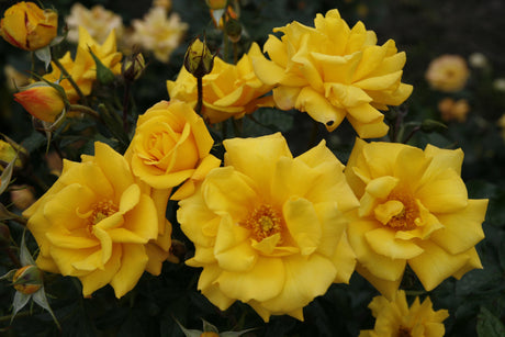 Rosa 'Goldmarie 82' BT mit Blüte; Einsatz: ;;ab 8,10 Euro