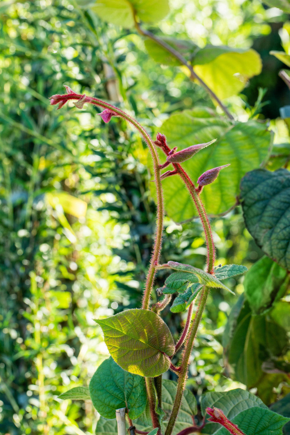 Actinidia chinensis 'Hayward' , erhältlich von 40-60 bis 100-150 cm;;ab 27,40 Euro