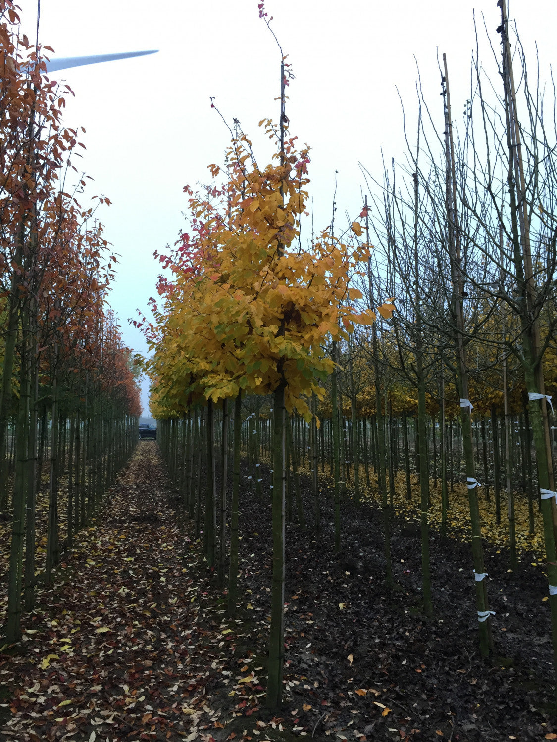 Persischer Eisenholzbaum mit Herbstlaub, erhältlich als: Solitär, Hochstamm; Einsatz: Alleenbaumherbstfärbung;;günstig mit Qualität