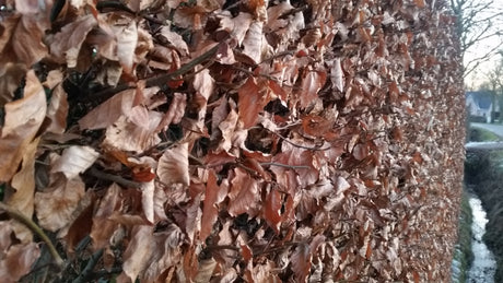 Fagus sylvatica HkG 81026; hier mit Winterlaub; hohe ökonomische Bedeutung; Einsatzmöglichkeit z.B. : Schattenspender;;ab 1,34 Euro