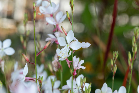 Gaura lindheimerii 'Short Form' ;;ab 5,75 Euro
