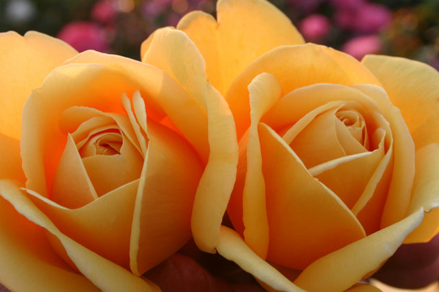 Rosa 'Kupferkönigin' TH mit Blüte; Einsatz: ;;ab 8,10 Euro