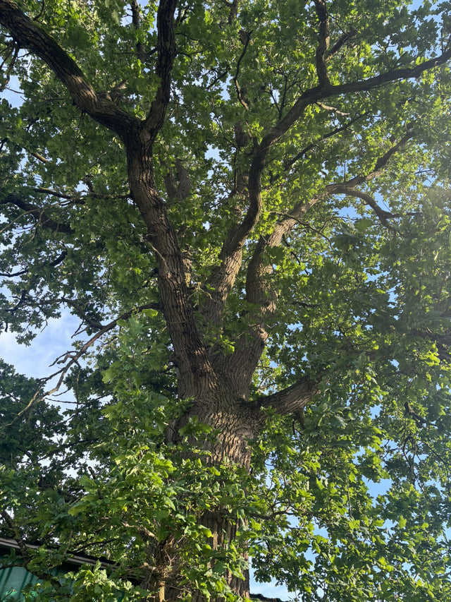 Quercus robur HkG 81709 Rinde, erhältlich von 30-50 bis 80-120 cm; Einsatz: ;;ab 1,14 Euro