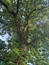 Synonym (alte Bezeichnung): Quercus pedunculata Rinde; Einsatz: Allee- und Solitärbaum;;ab 2,01 Euro