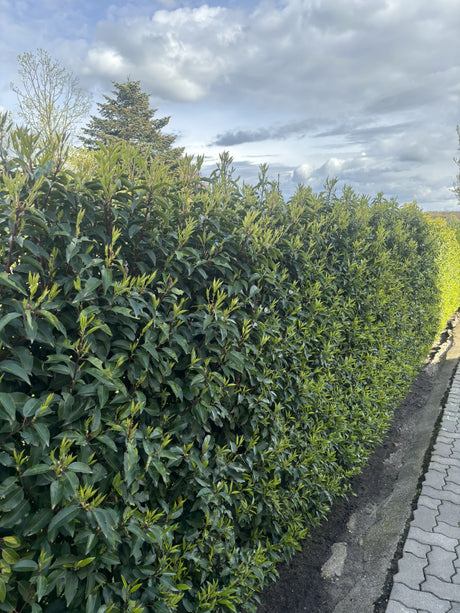 Prunus lusitanica 'Angustifolia' als Pflanze im Beet, erhältlich von 60-80 bis 200-250 cm; Einsatz: ;;ab 43,60 Euro