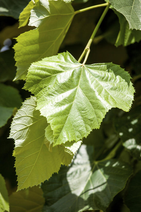 Tilia europaea 'Pallida' , erhältlich von 270-330 bis 450-650 cm;;ab 161,00 Euro