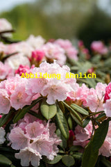 Genaues Foto für Rhododendron williams. 'Jackwill' folgt; dieses ähnliche Bild dient der Illustration von Williams. -Rhododendron 'Jackwill'