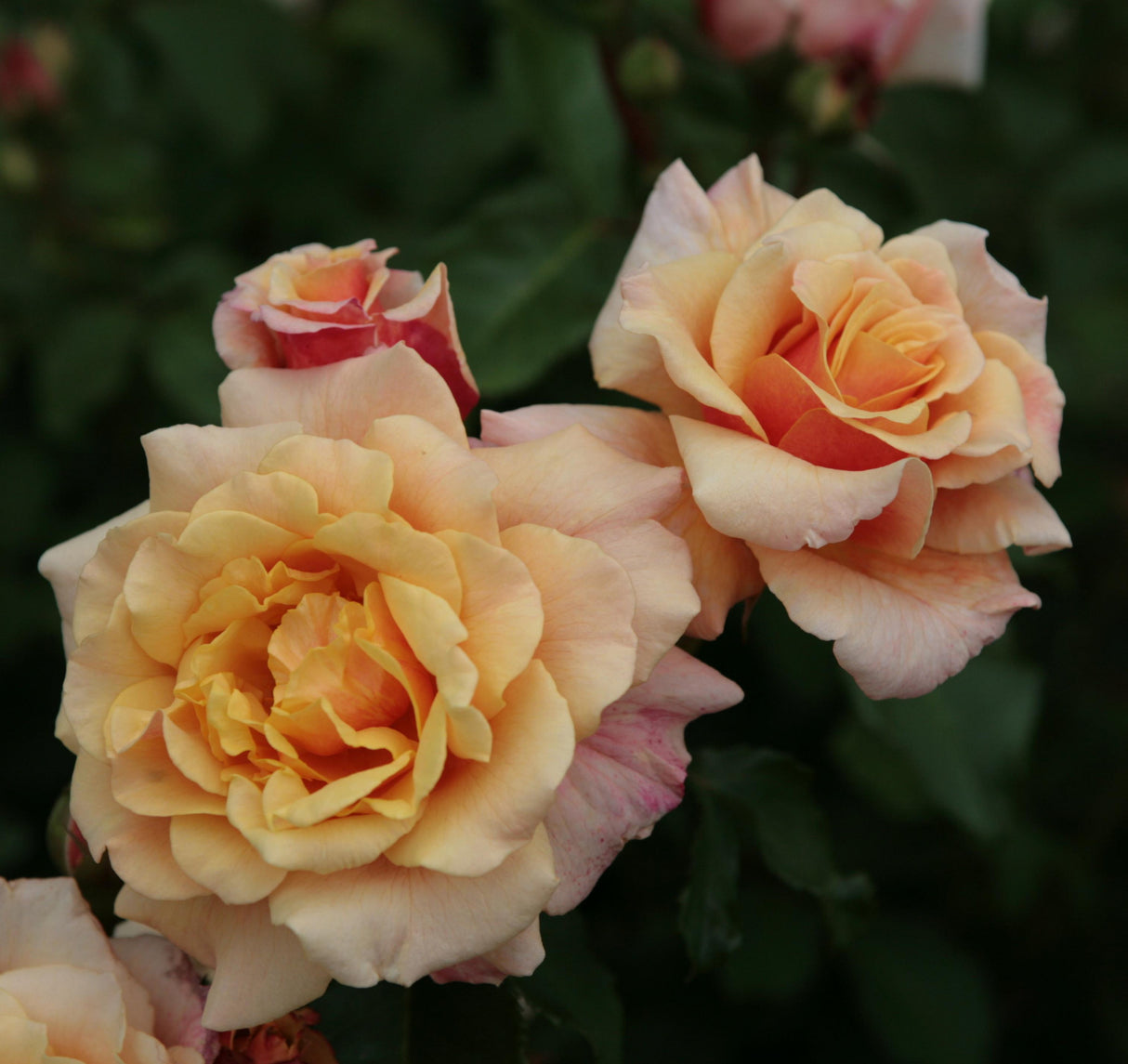Rosa 'Caramella' STR mit Blüte; Einsatz: ;;ab 10,90 Euro