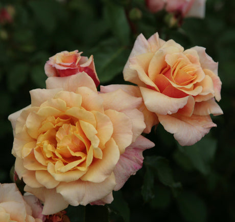 Rosa 'Caramella' STR mit Blüte; Einsatz: ;;ab 10,90 Euro