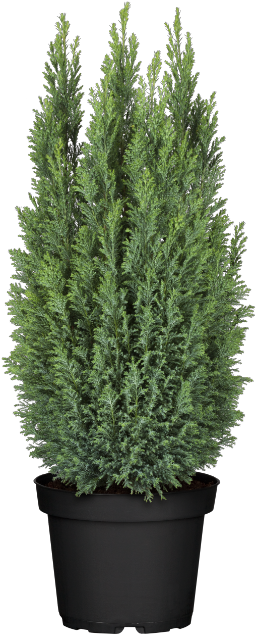 Chamaecyparis obtusa 'Ellwoodii' Versand, erhältlich als: Solitär; Einsatz: Heckenpflanzefrosthart;;günstig mit Qualität
