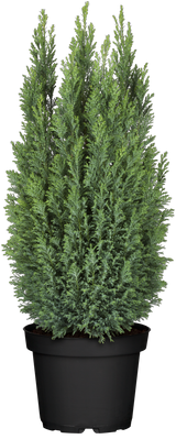 Chamaecyparis obtusa 'Ellwoodii' Versand, erhältlich als: Solitär; Einsatz: Heckenpflanzefrosthart;;günstig mit Qualität