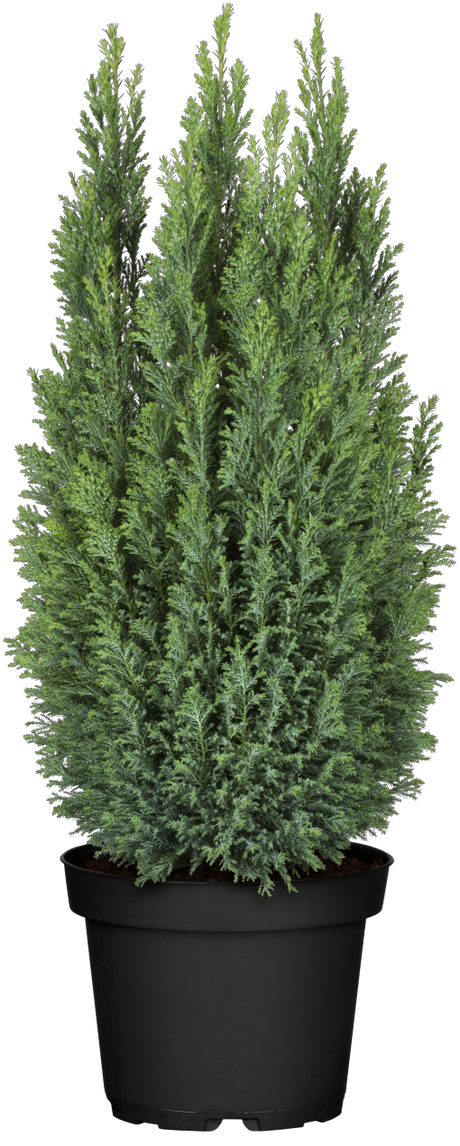 Chamaecyparis obtusa 'Ellwoodii' Versand, erhältlich als: Solitär; Einsatz: Heckenpflanzefrosthart;;günstig mit Qualität