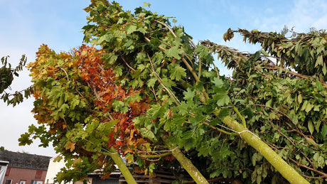 Acer platanoides HkG 80003; vorbereitet für Versand; schnellwüchsig; Einsatzmöglichkeit z.B. : Solitärbaum;;Pflanzen vom Profi