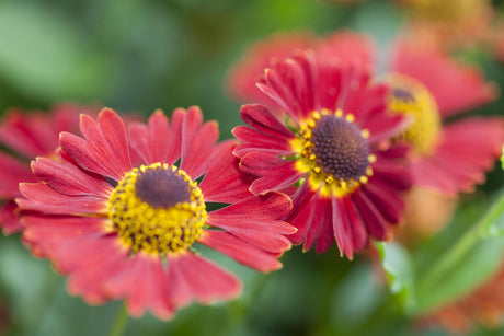 Helenium autum. Mariachi-Ser. 'Salsa' mit Blüte; Einsatz: ;;ab 6,40 Euro