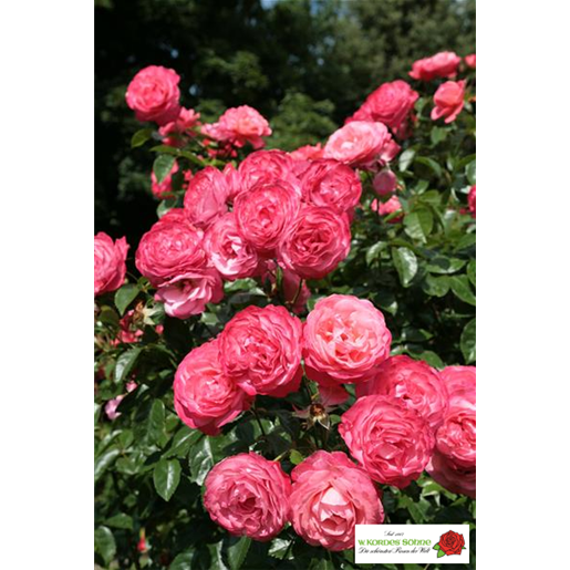 Rosa 'Rosanna' KL mit Blüte; Einsatz: ;;ab 11,80 Euro