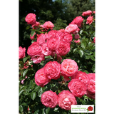 Rosa 'Rosanna' KL; hier mit Blüte; duftend; Einsatzmöglichkeit z.B. : Rankgitter; verfügbar in 3 Größen und Varianten;;ab 16,25 Euro