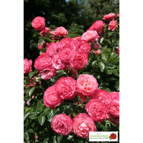 Rosa 'Rosanna' KL mit Blüte; Einsatz: , ;;ab 10,40 Euro