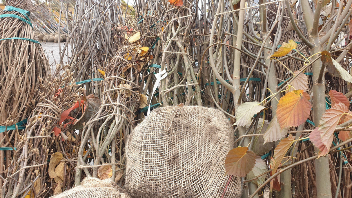 Großer Federbuschstrauch; vorbereitet für Versand; herbstfärbung; Einsatzmöglichkeit z.B. : Hecke;;hier kaufen