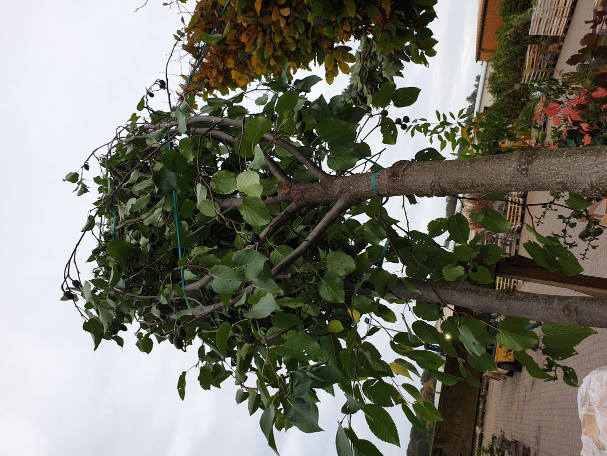 Alnus cordata; vorbereitet für Versand; luftreinigend; Einsatzmöglichkeit z.B. : Bienenweide;;mit zeitnaher Lieferung