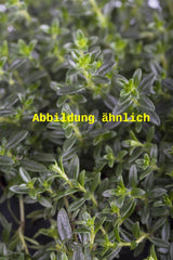 Genaues Foto für Satureja montana ssp. illyrica folgt; dieses ähnliche Bild dient der Illustration von Illyrisches Bohnenkraut